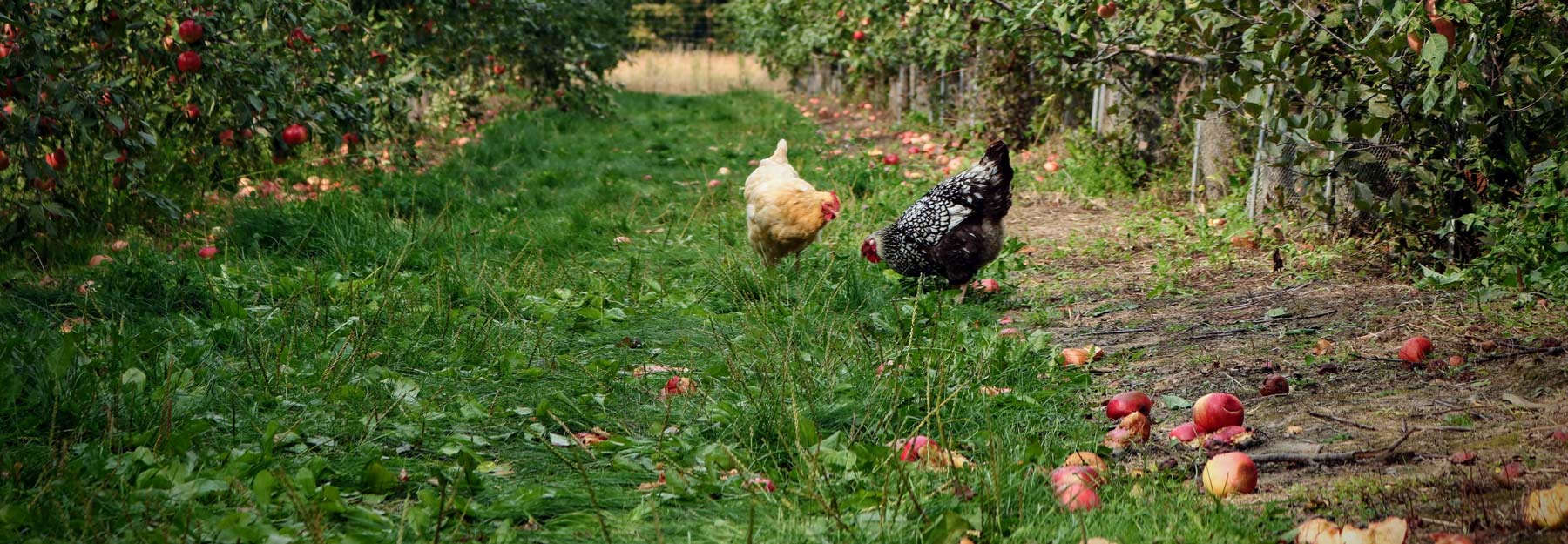 Chicken Picture Skylar jean unsplash