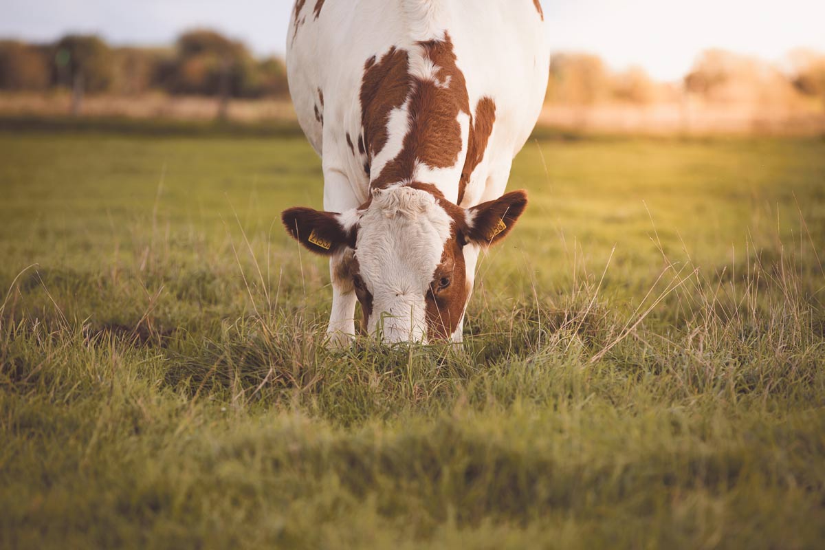 Picture Regenerative Cow