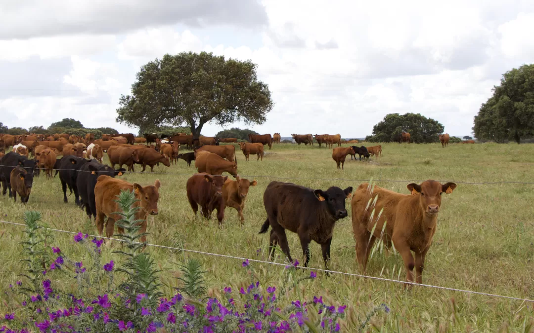 Carbon credits. How do they support your transition to regenerative agriculture?