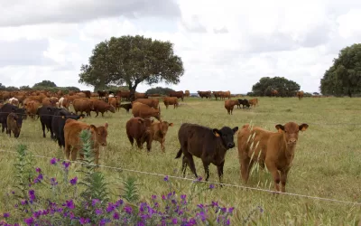 Como os Créditos Carbon+ o ajudam na transição regenerativa da sua exploração agrícola