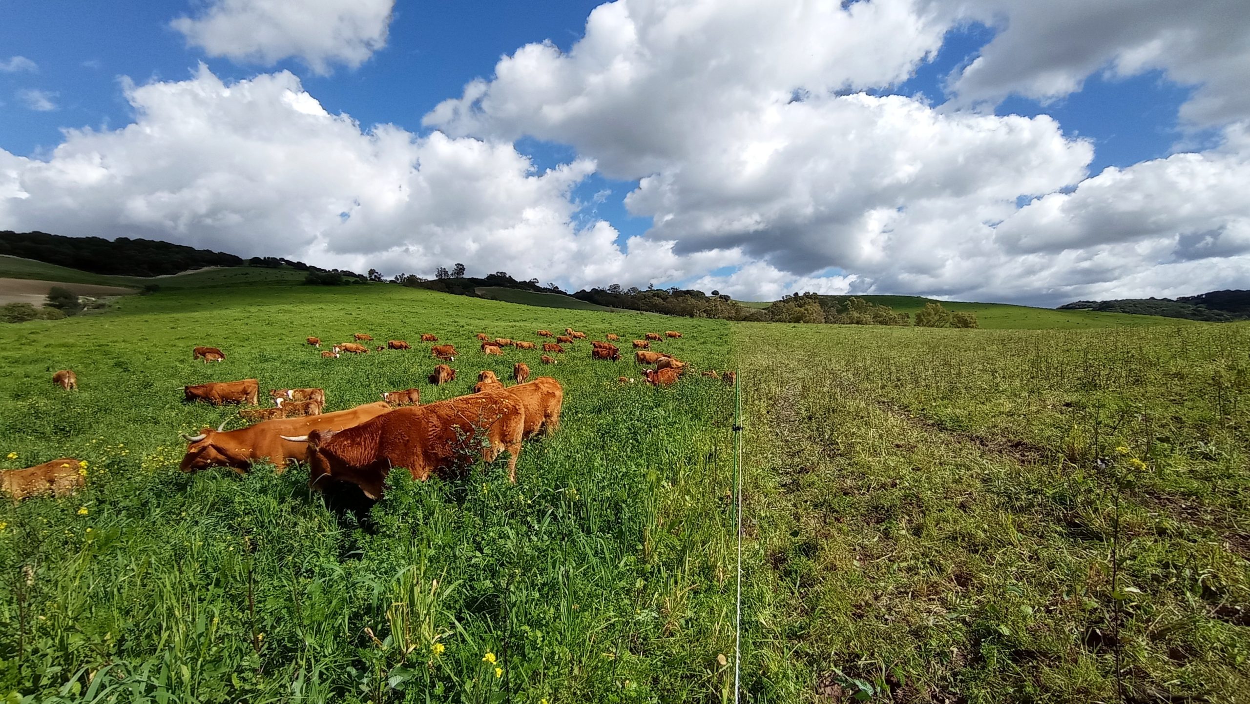 Rotational Grazing Andalucia Cows