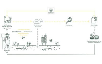 ¿Qué son los créditos de carbono para los agricultores y cómo benefician a tu explotación?