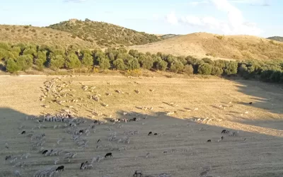 ¿Es la agricultura regenerativa la solución a la sequía?