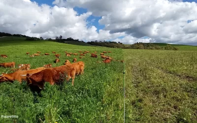 Como os agricultores podem cortar os laços com os fertilizantes sintéticos