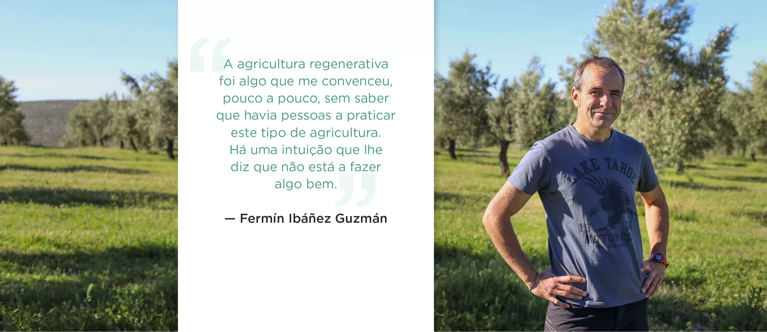 Ouro verde e campos ainda mais verdes. O porquê dos olivicultores estarem a abraçar a agricultura regenerativa.