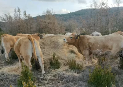Josep Farré Sahún | La Llanassa | 97 ha de ganadería