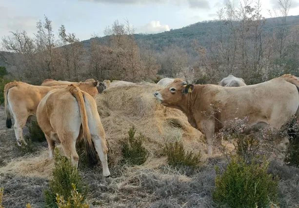 Josep Farré Sahún | La Llanassa | 97 ha livestock farm