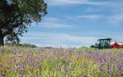 Cubiertas Vegetales. ¿Cómo pueden cultivarlas los agricultores para tener éxito?