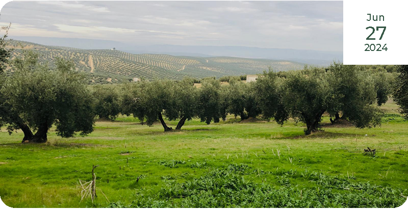 Regenerative agriculture and olive cultivation