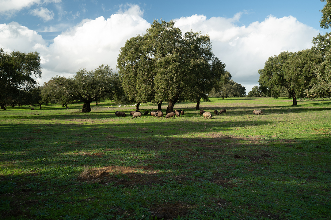 Francisco Alves | Porcus Natura | 700 ha livestock farm - Climate Farmers