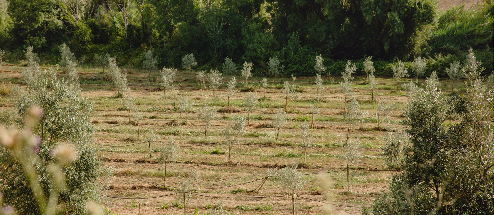 Header-Pushing-the-evolution-of-Nature-based-Carbon-Credits--3V9A0362-Nunos-Farm