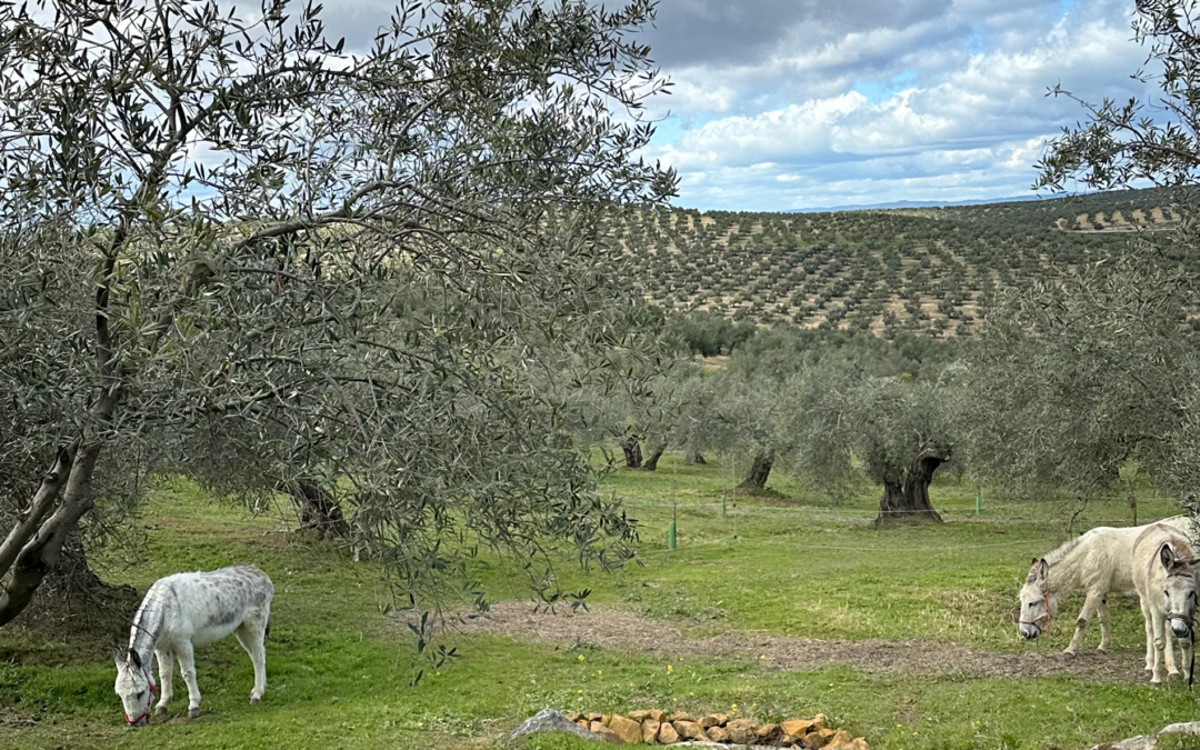 One farmers story of turning an almond desert green