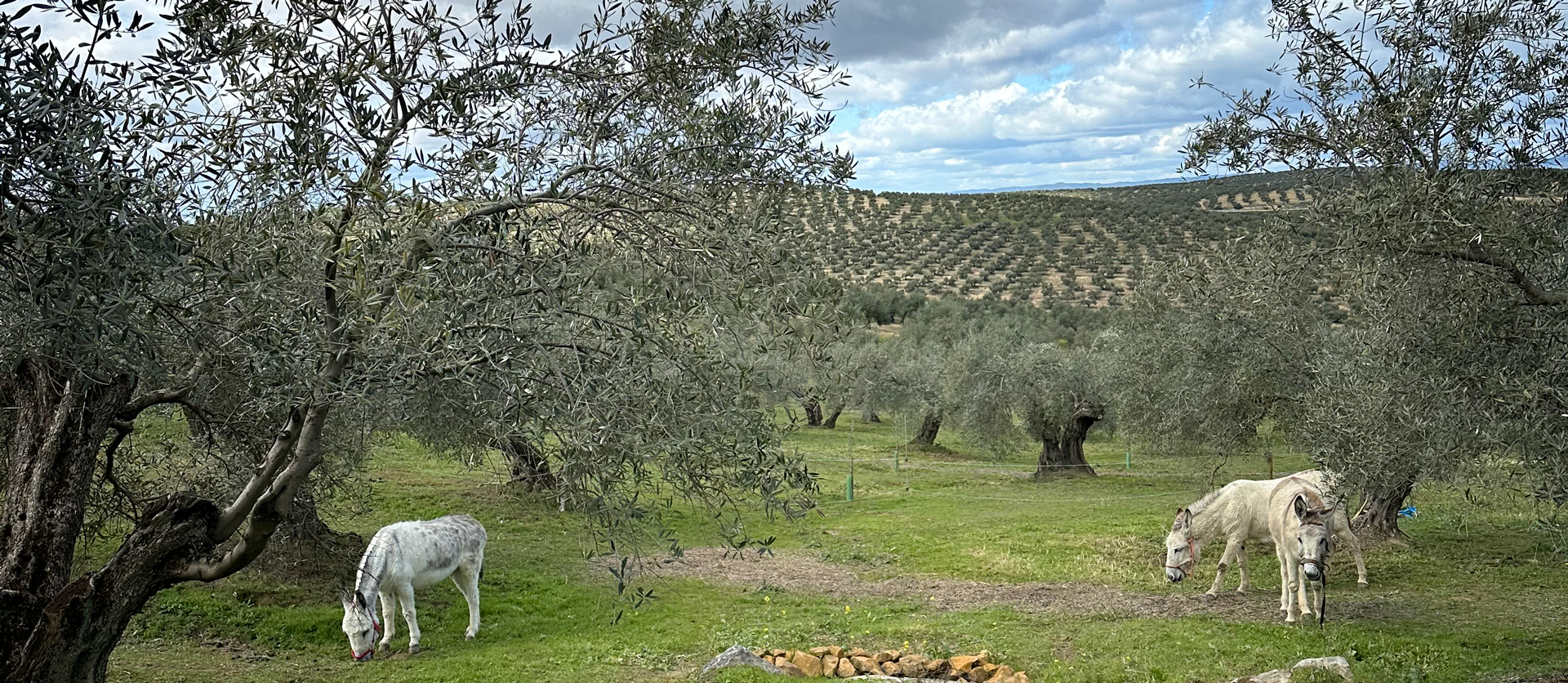 One farmers story of turning an almond desert green