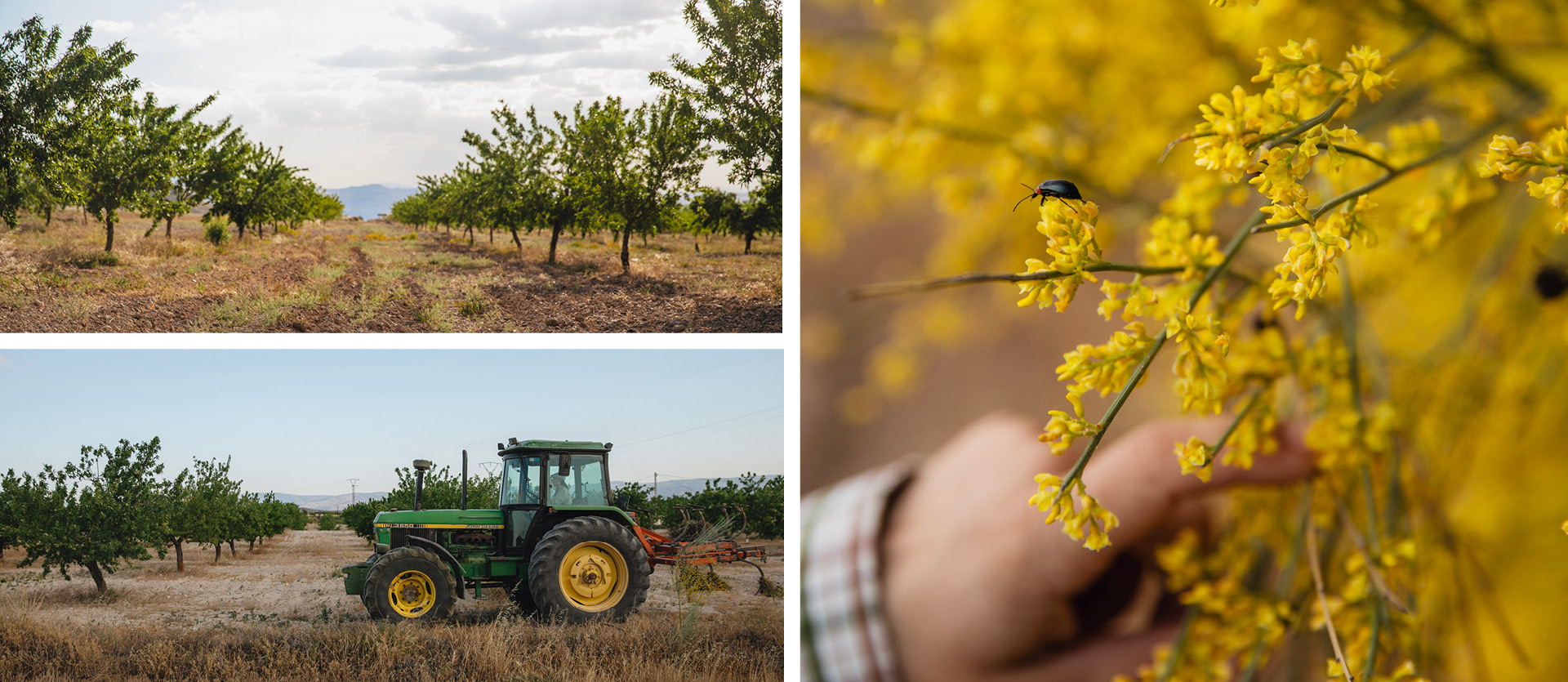 article_One farmers story of turning an almond desert green-header